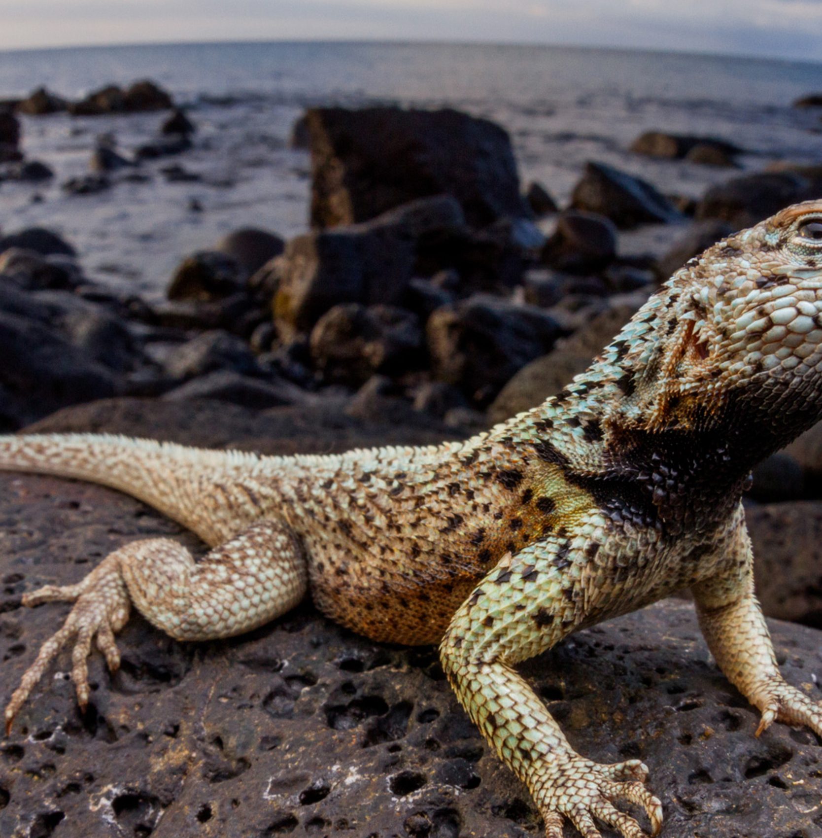 Galapagos wildlife