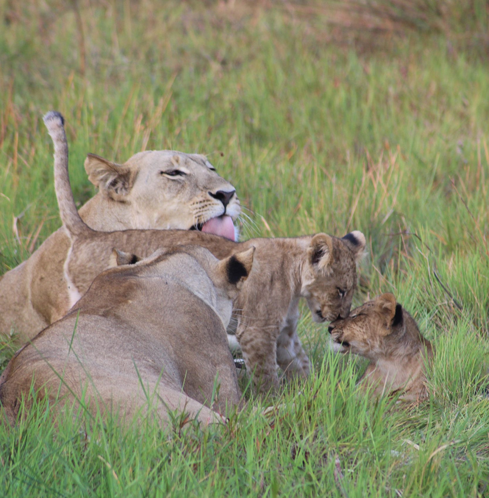Lion Botswana