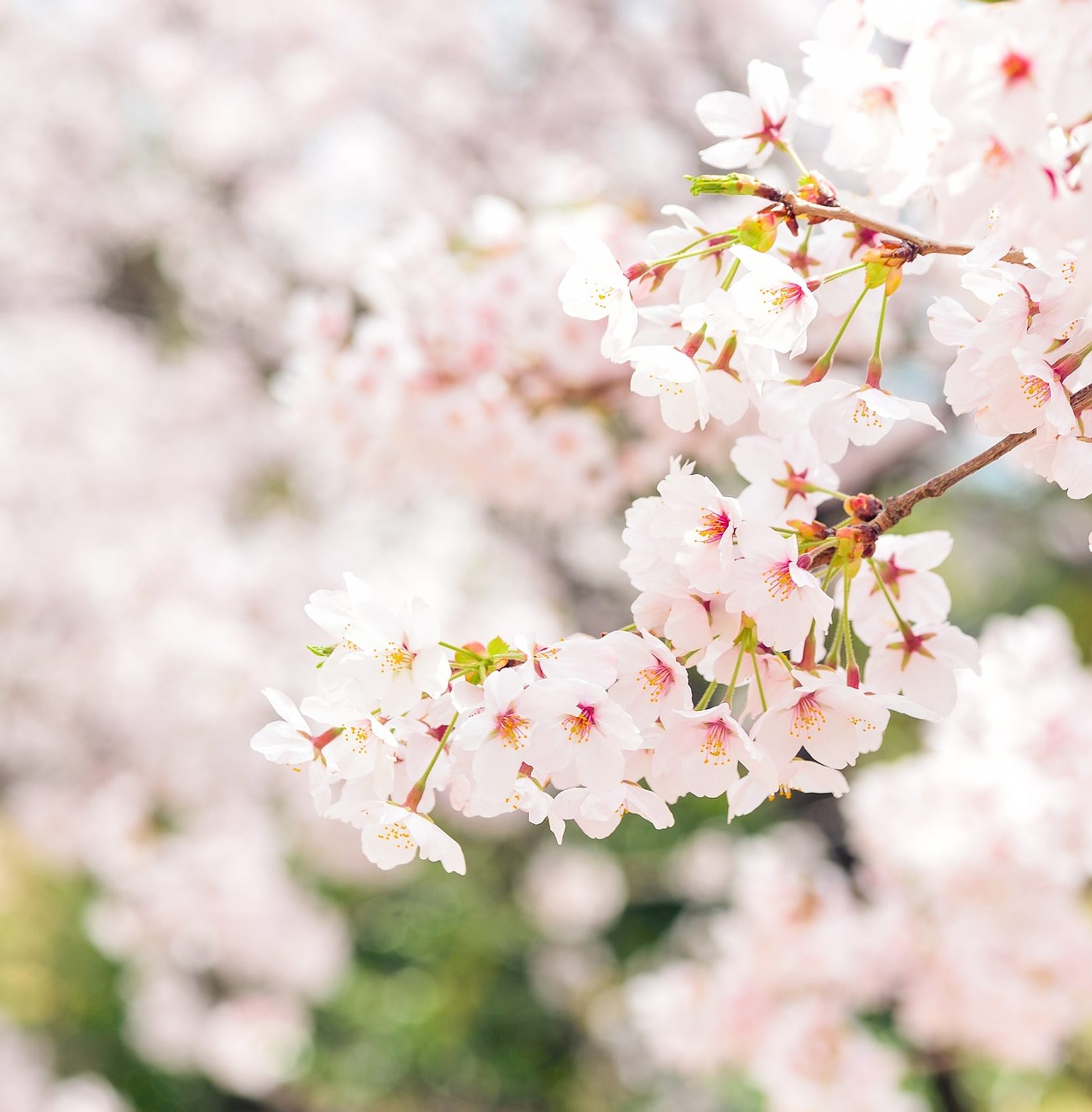 japan blossom