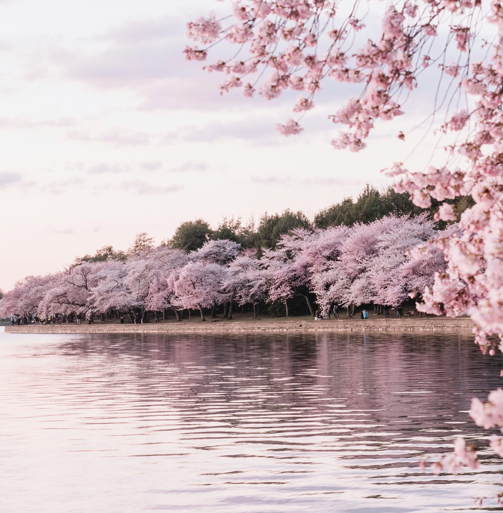 Cherry blossom in Washington DC, USA