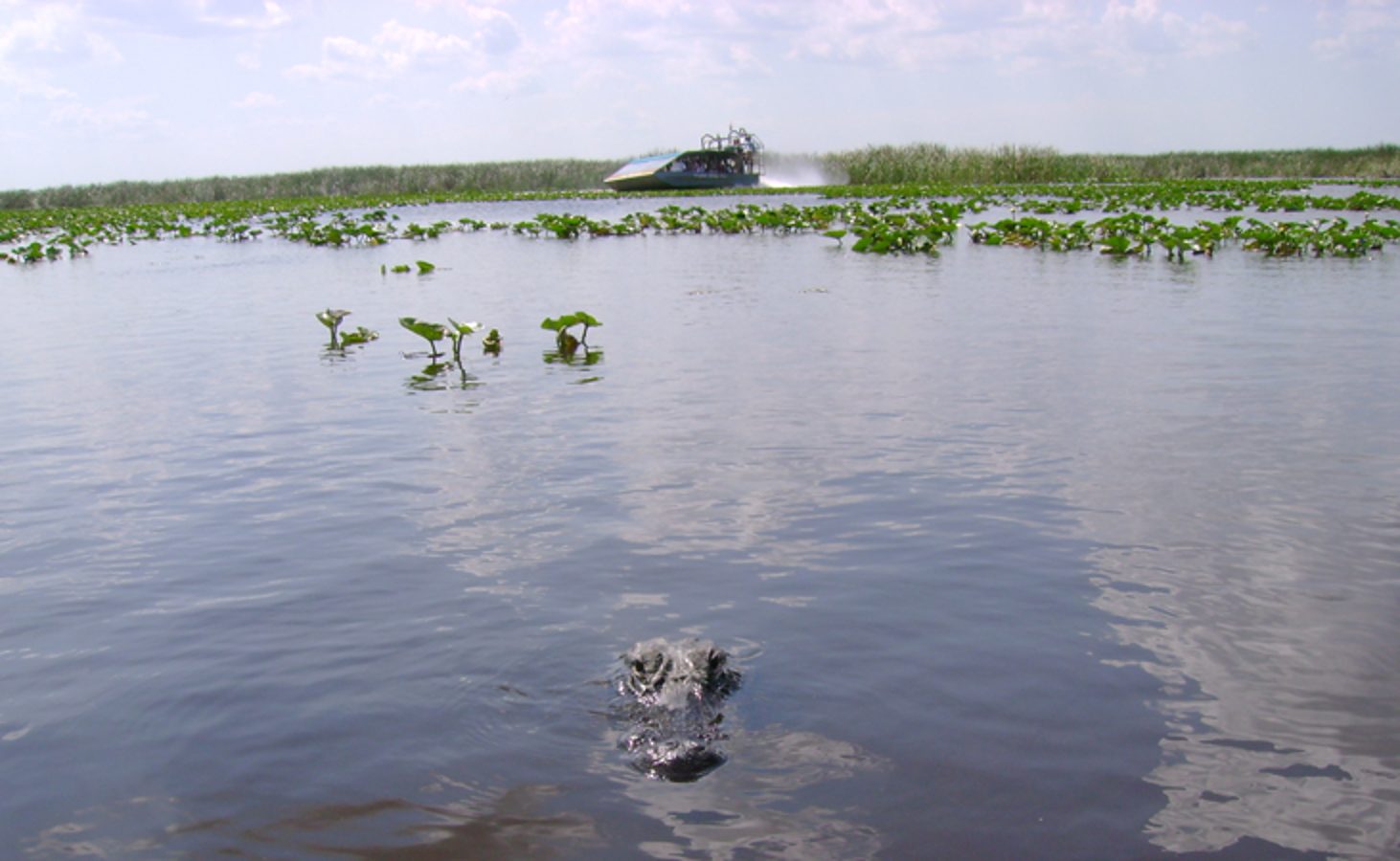 flying through the everglades in miami