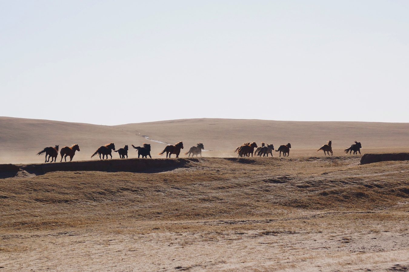 Luxury Honeymoons in Mongolia