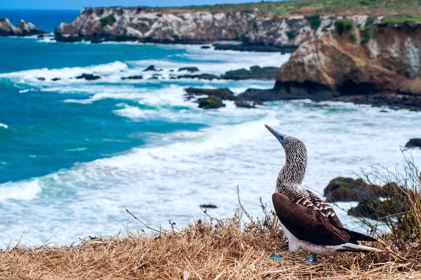 Luxury Holidays in Ecuador & Galapagos