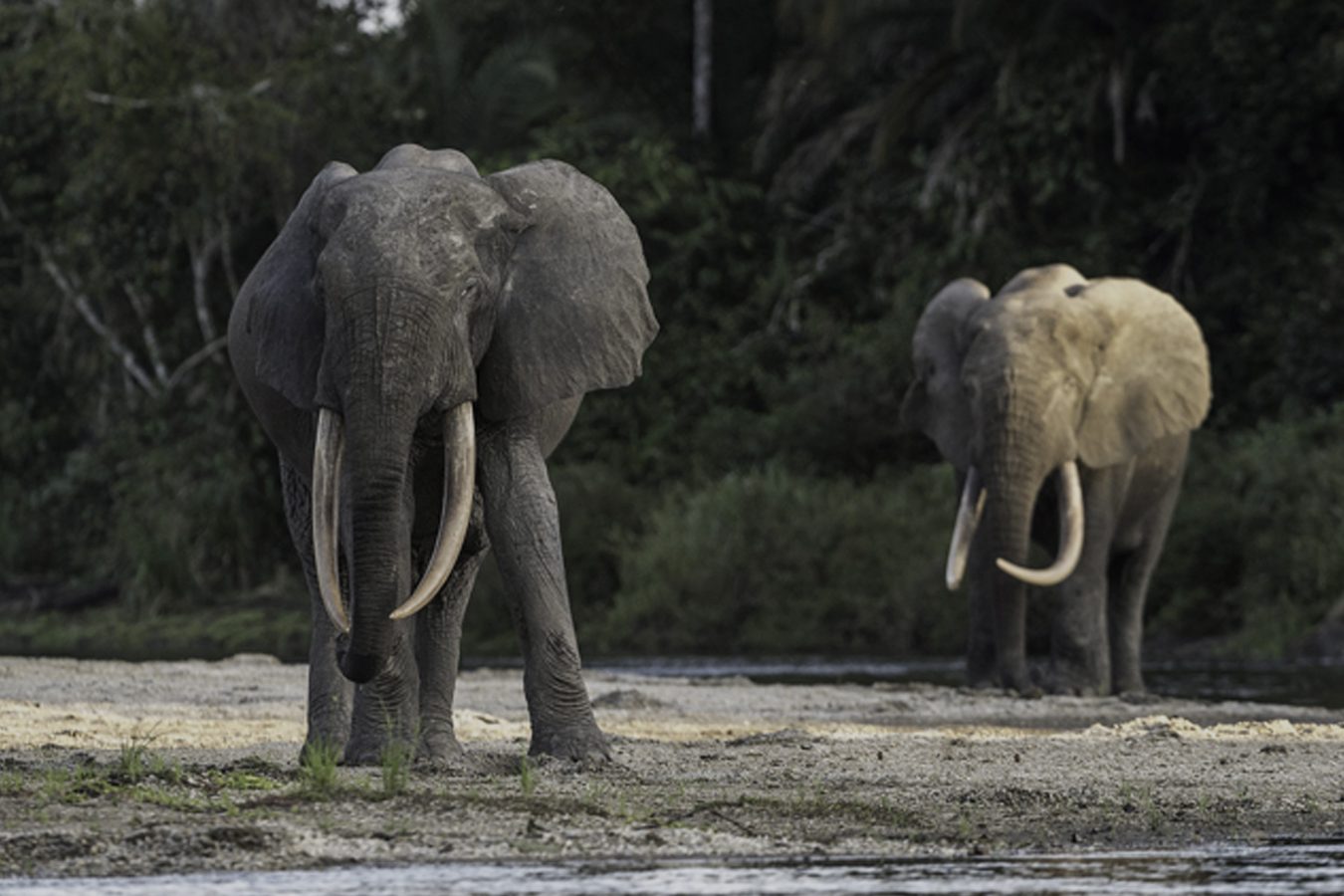 Congo Forest Elephants
