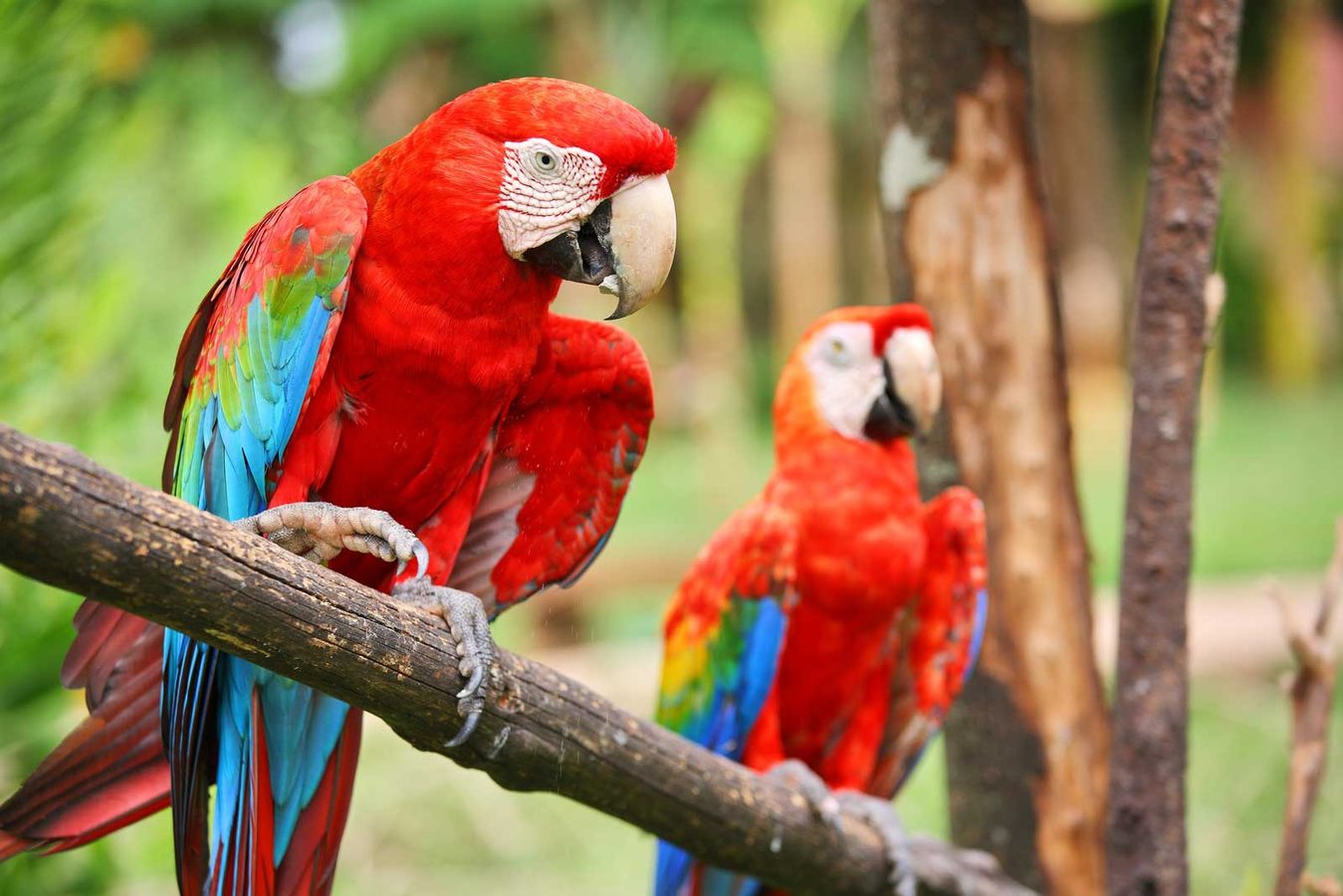 Explore wildlife in Belize