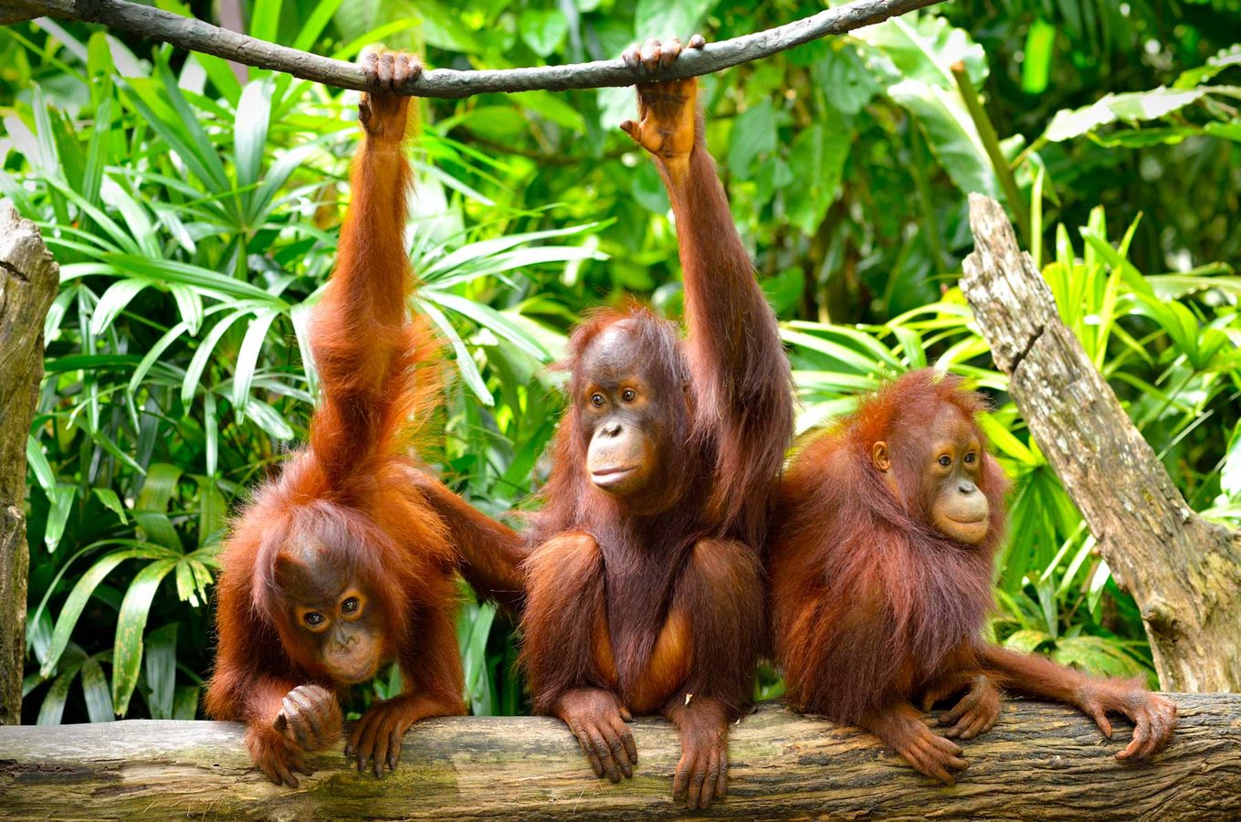 Discover Borneo