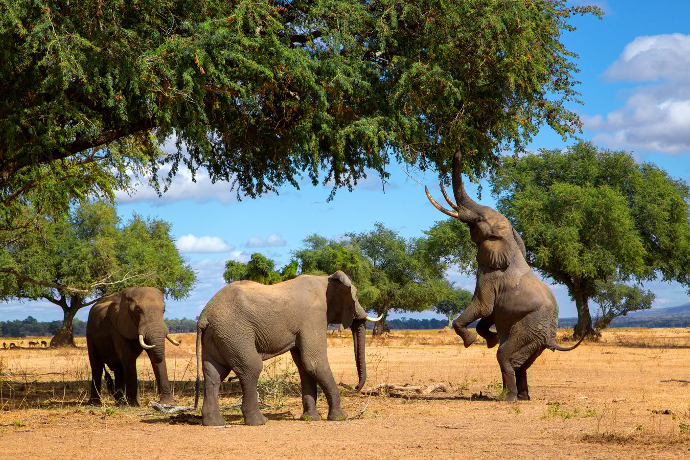 More about Zimbabwe