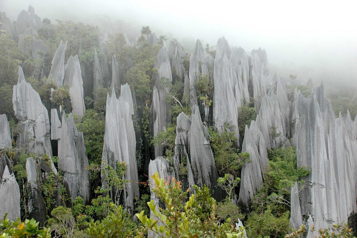 Private jungle tours in Borneo