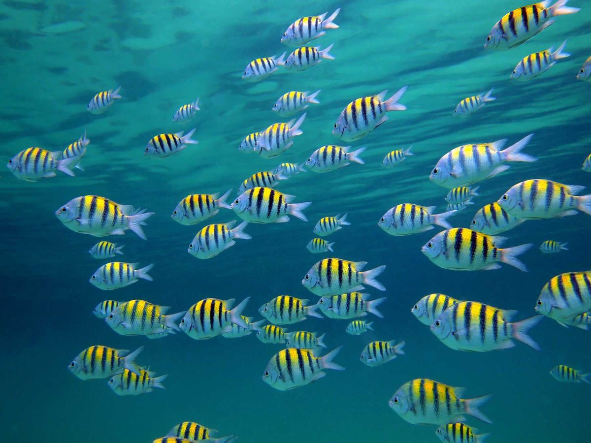 Private sea tours in the Bahamas