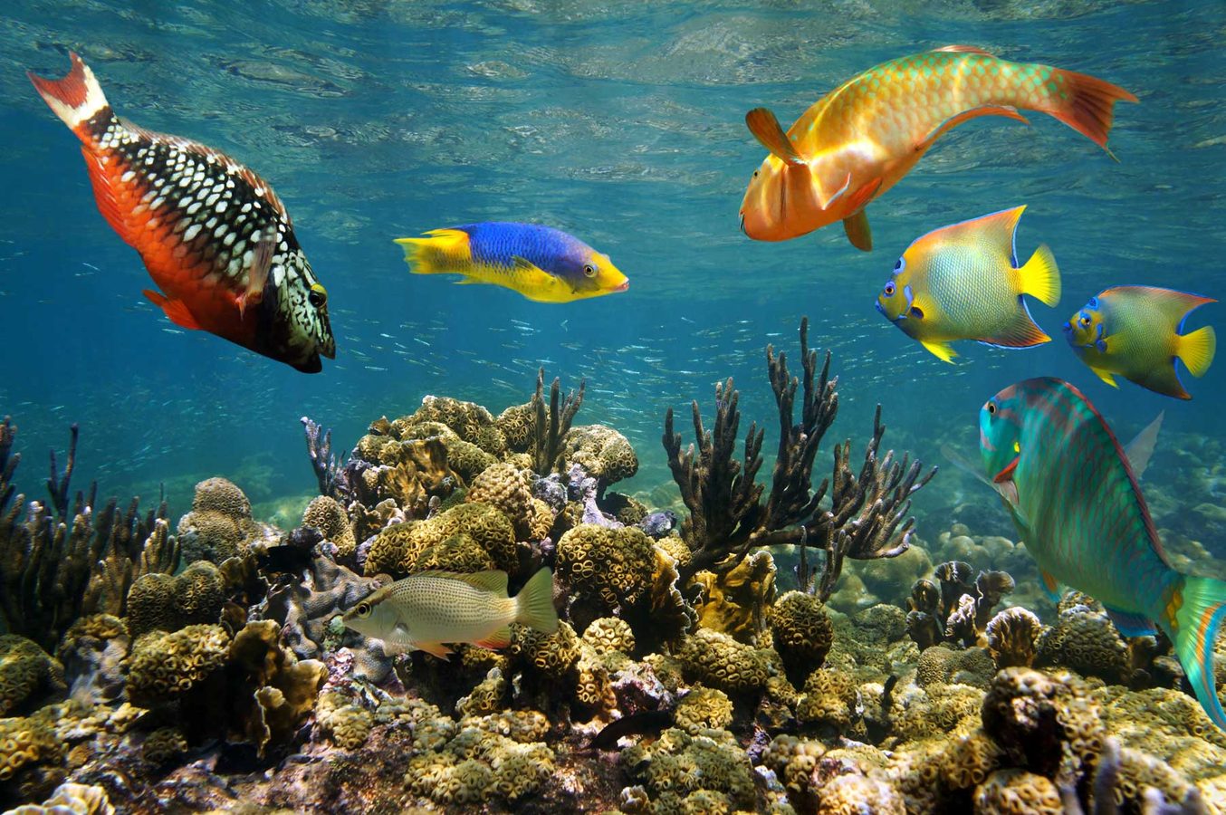 Private tours in Jamaica