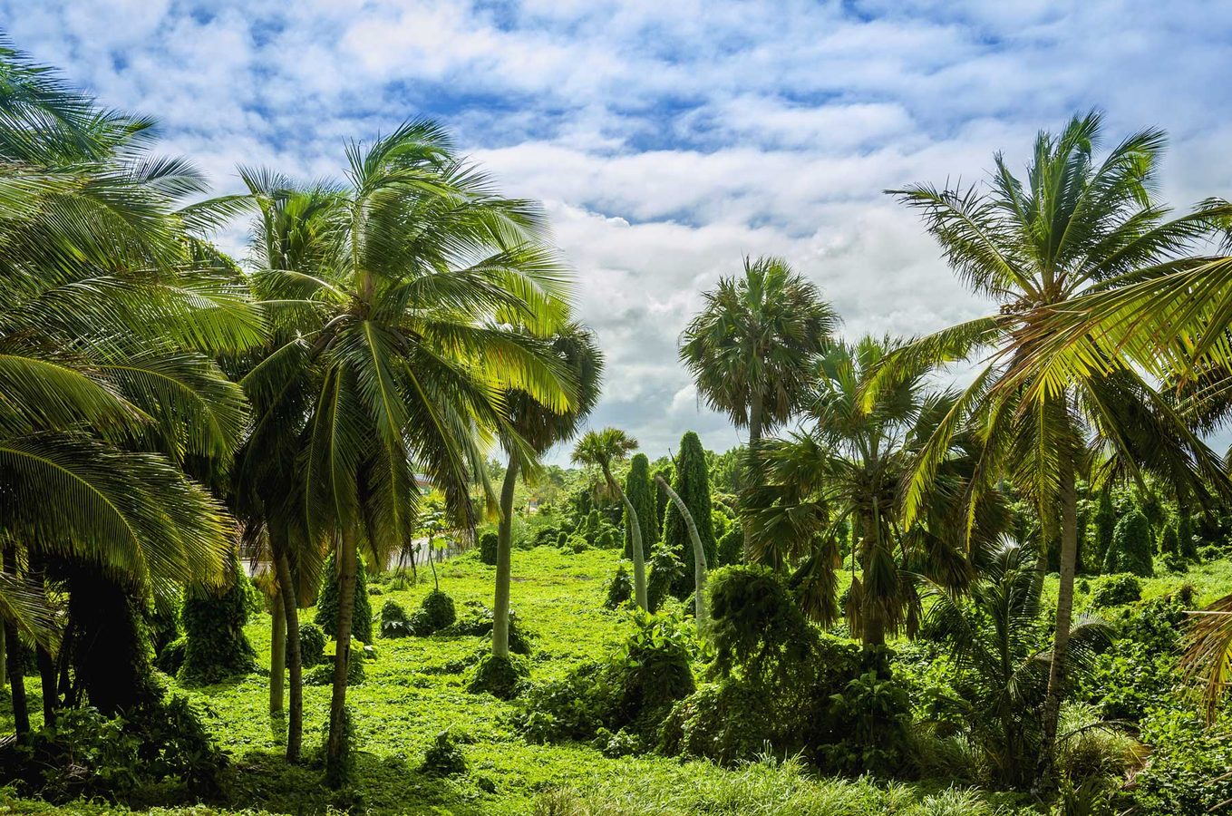 Private tours in St Vincent and the Grenadines