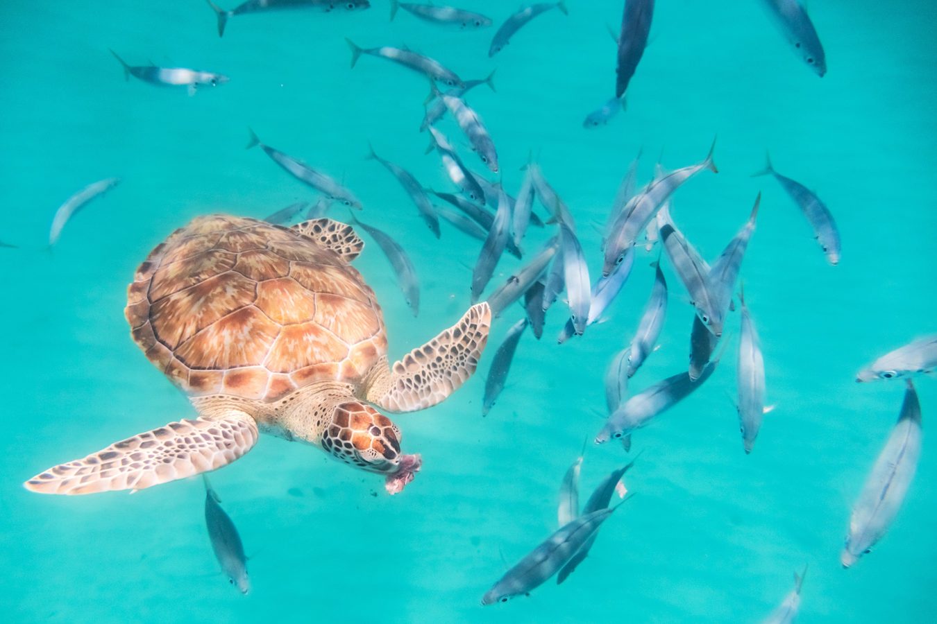 Private ocean tours in Barbados