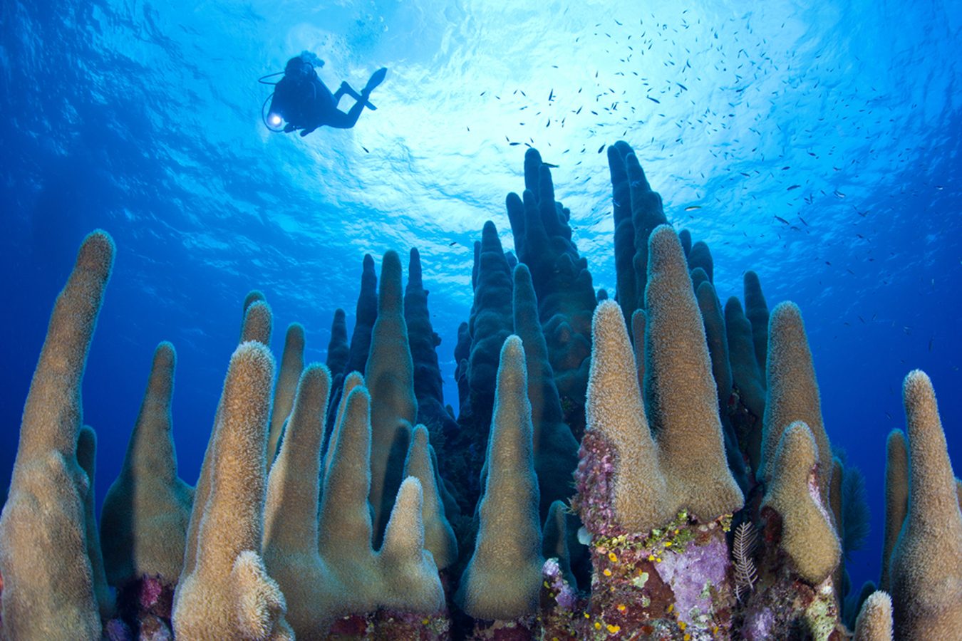 Private Tours in the Cayman Islands