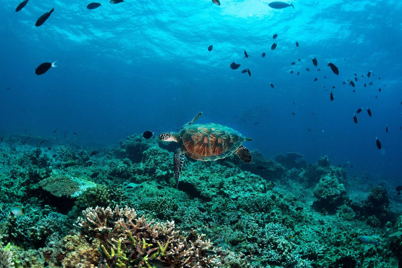 Honeymoons in Borneo