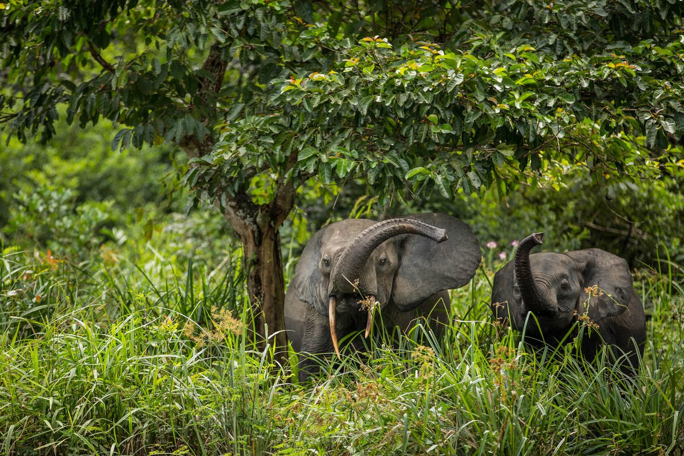 Honeymoons in the Congo