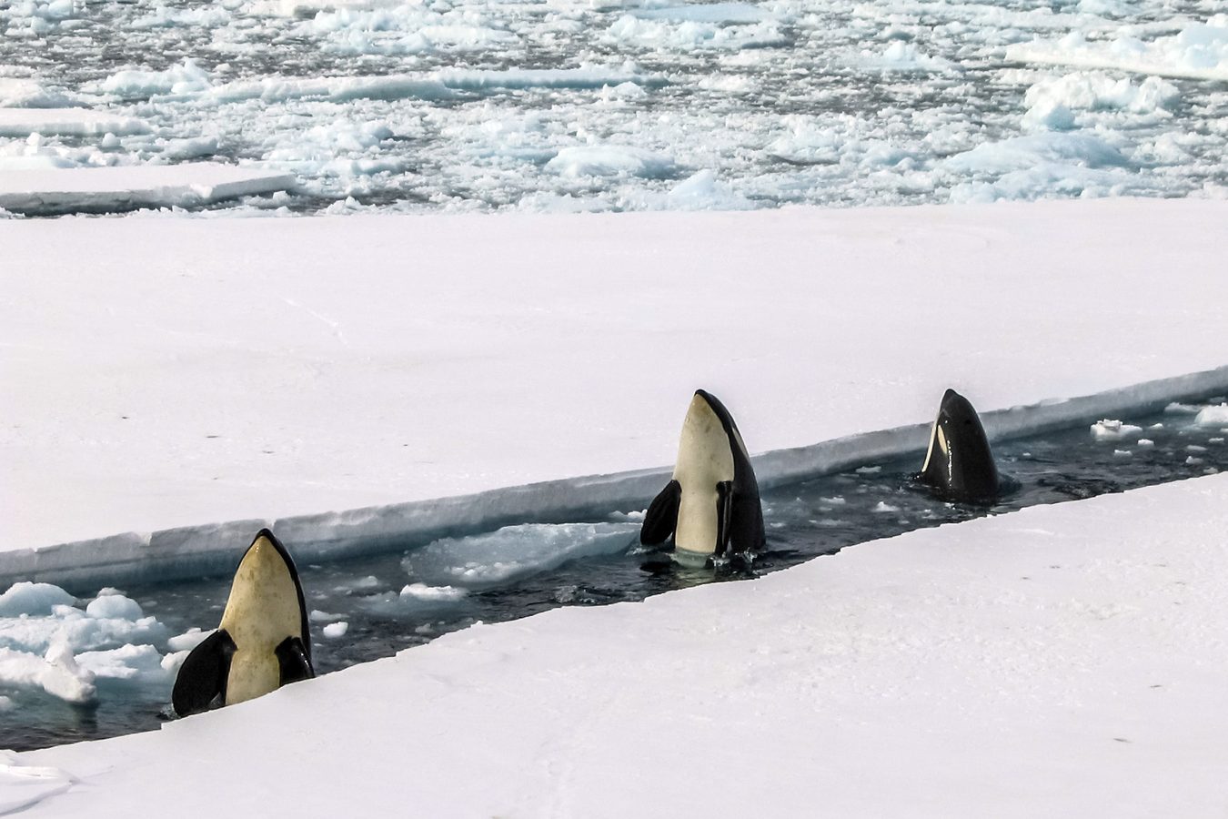 Luxury Holidays in Antarctica