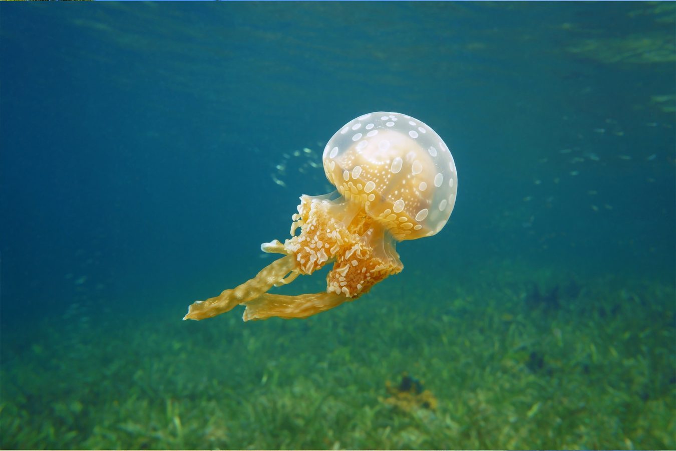 Private tours in Panama