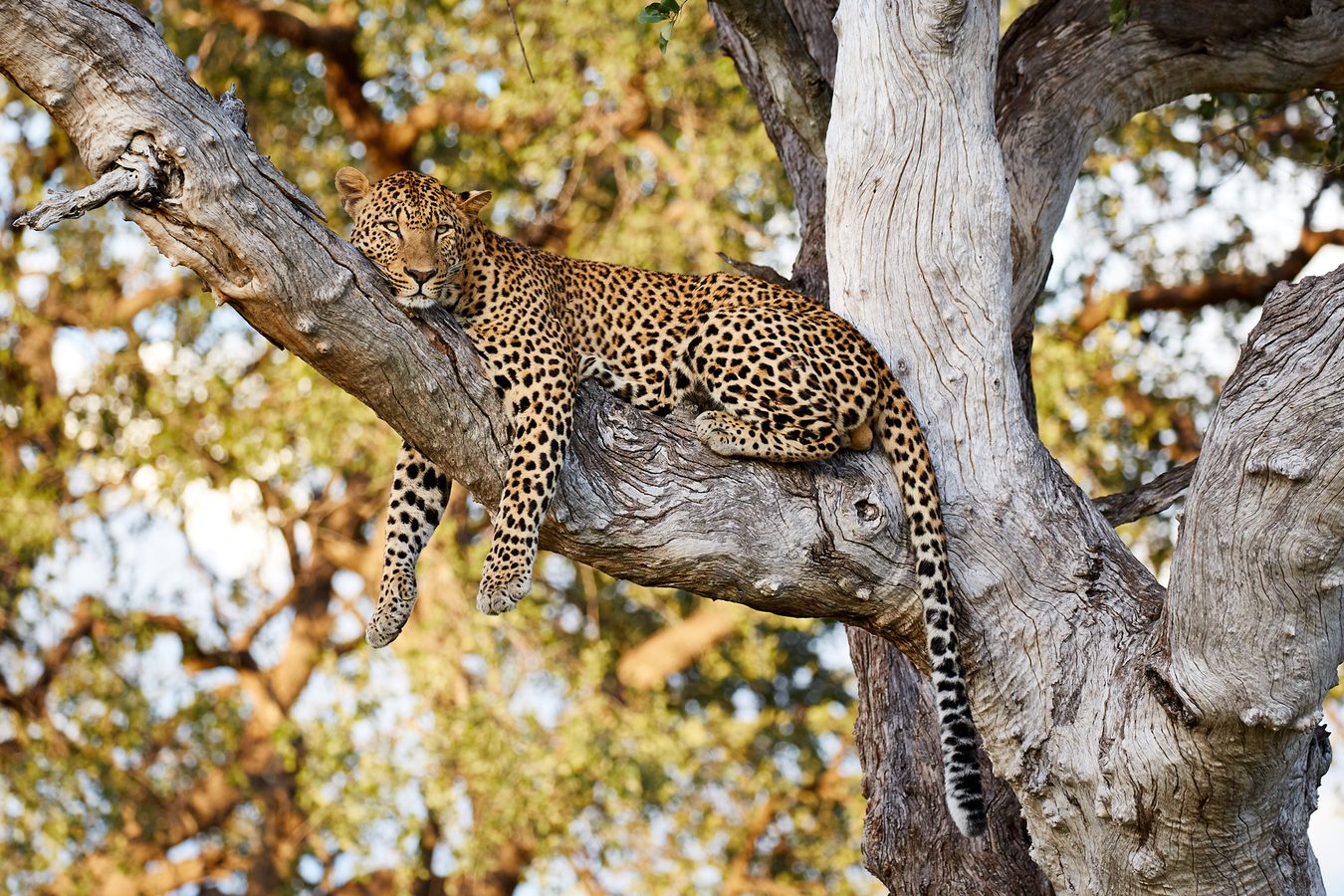 More about Zambia