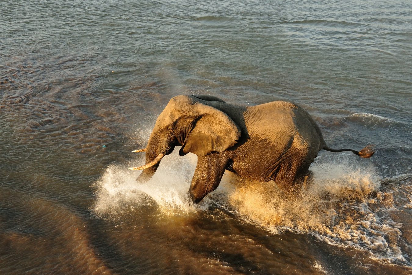 Private elephant tours in Malawi
