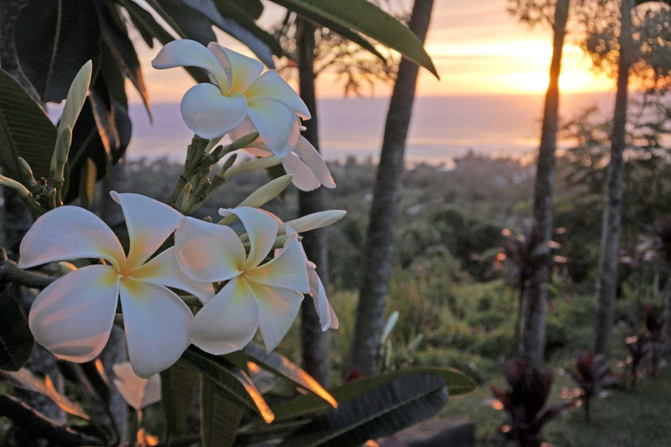 Private tours in the Cook Islands