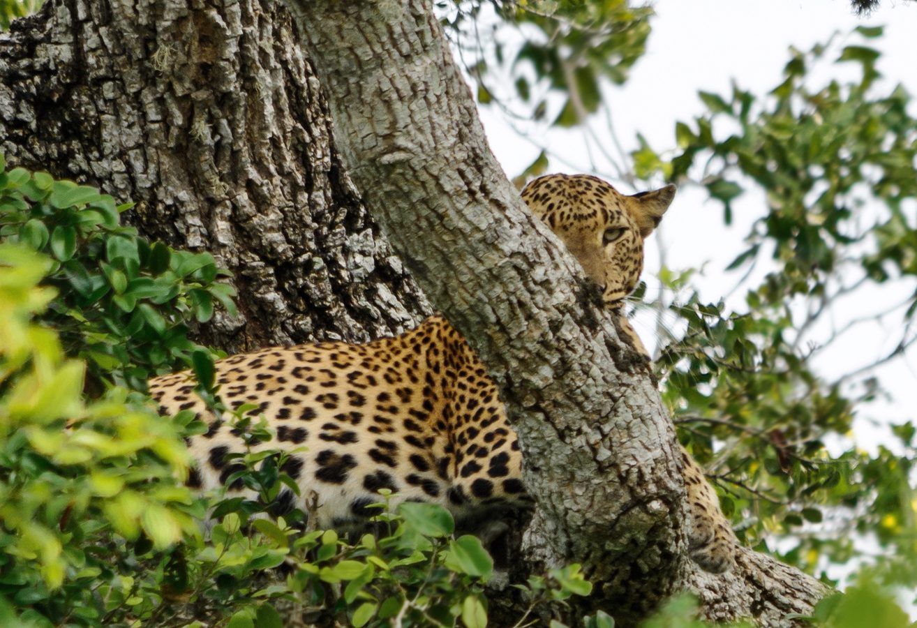 Leopard in Yala National Park