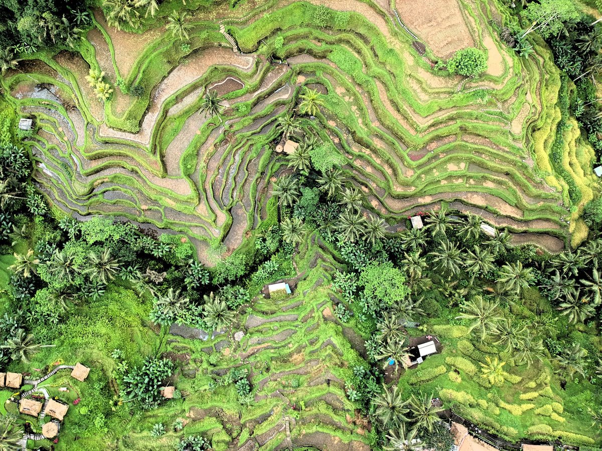Rice fields in Ubud