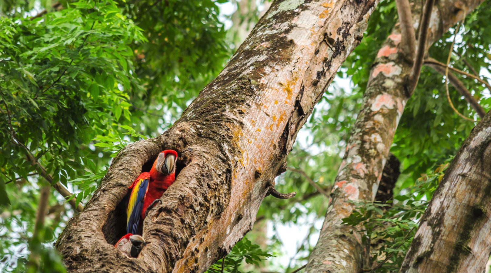 Costa Rica wildlife