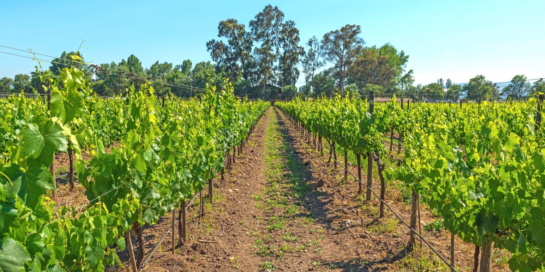 Vineyards in Maipo Valley