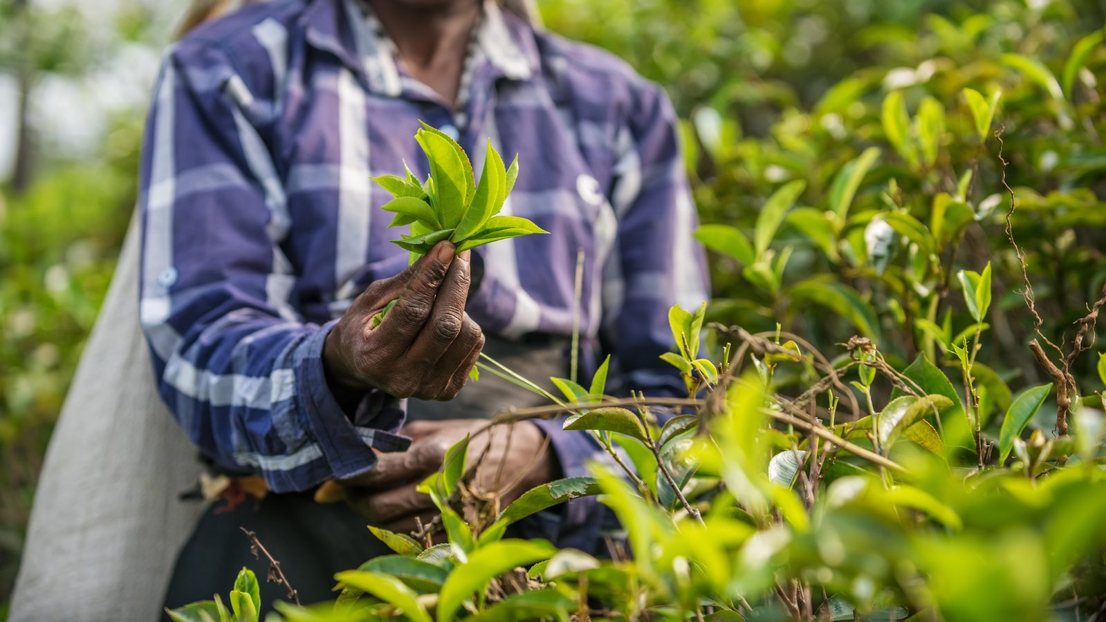 Tea fields in Sri Lanka