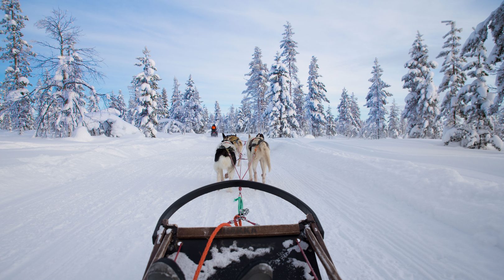 Dogsledding in Swedish Lapland