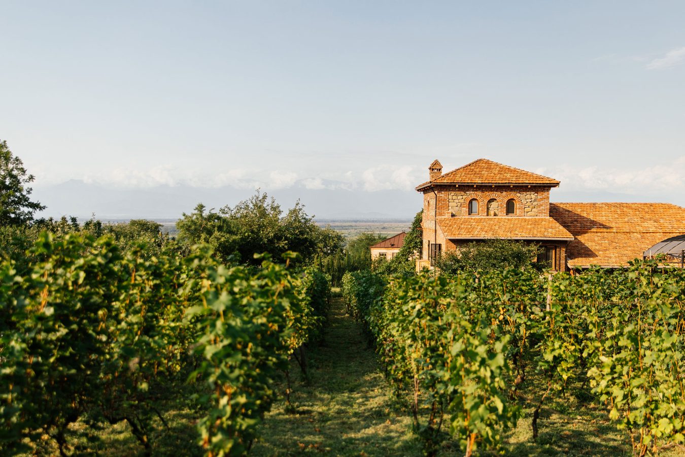 Chateau Svanidze Vineyards
