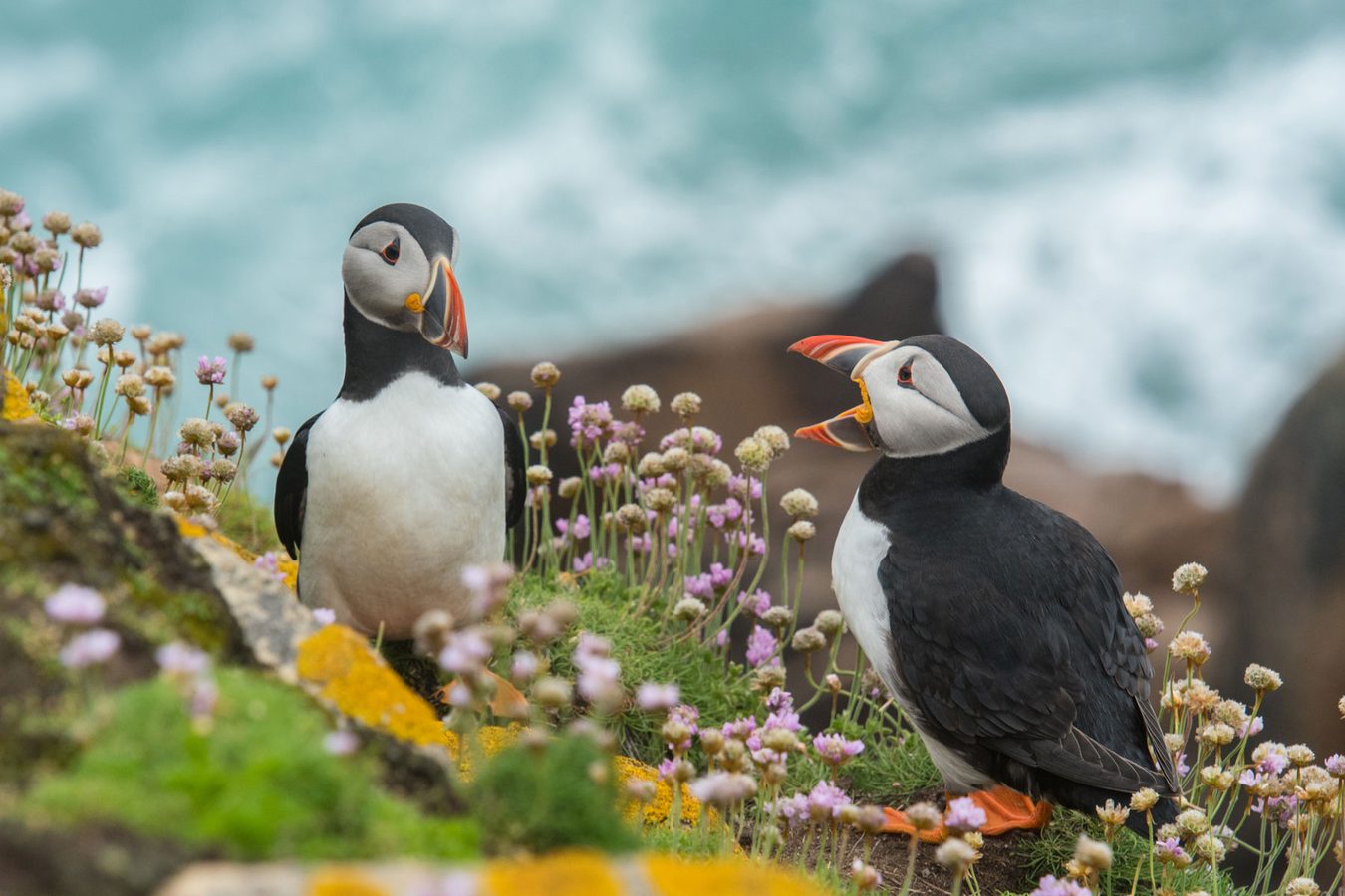 Puffins in Iceland