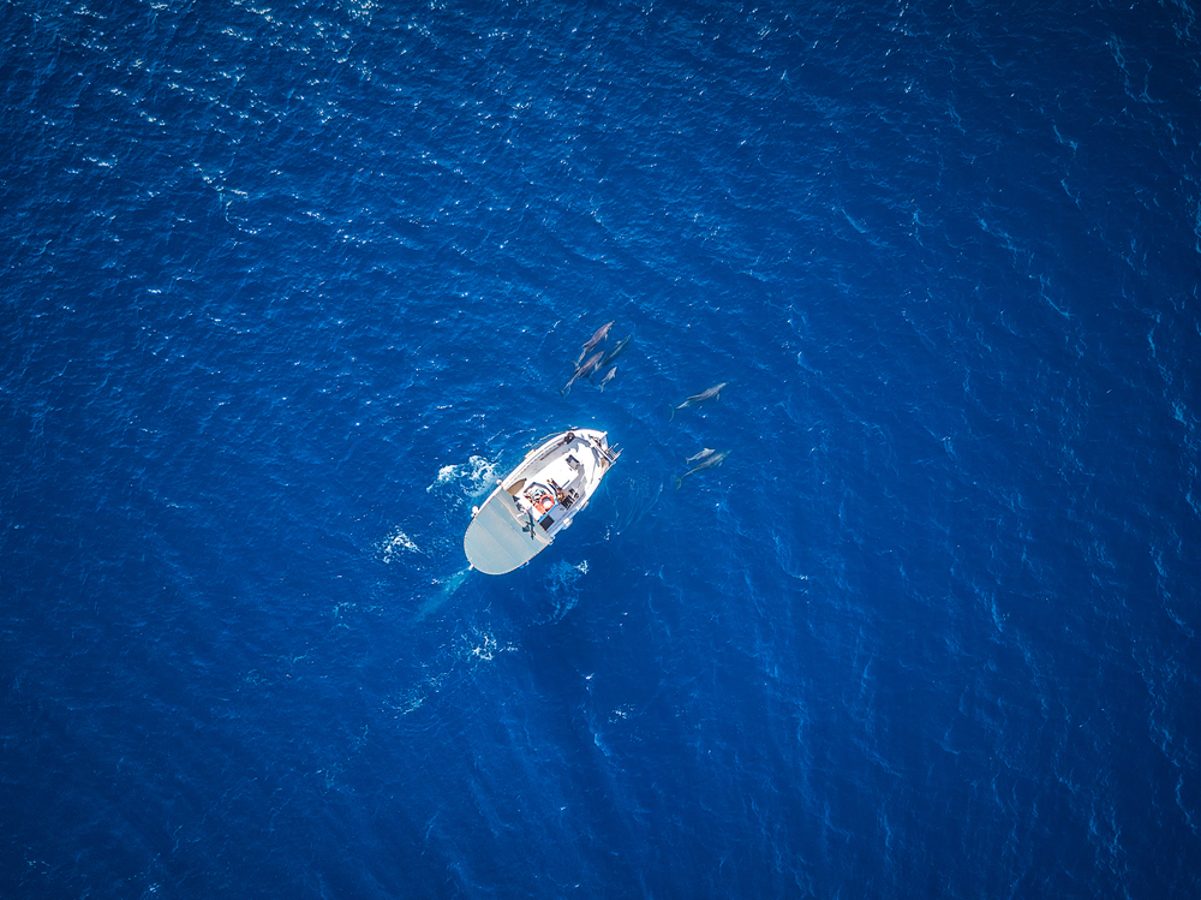 Boat journey from Pelagos sanctuary, Luxury wildlife vacations