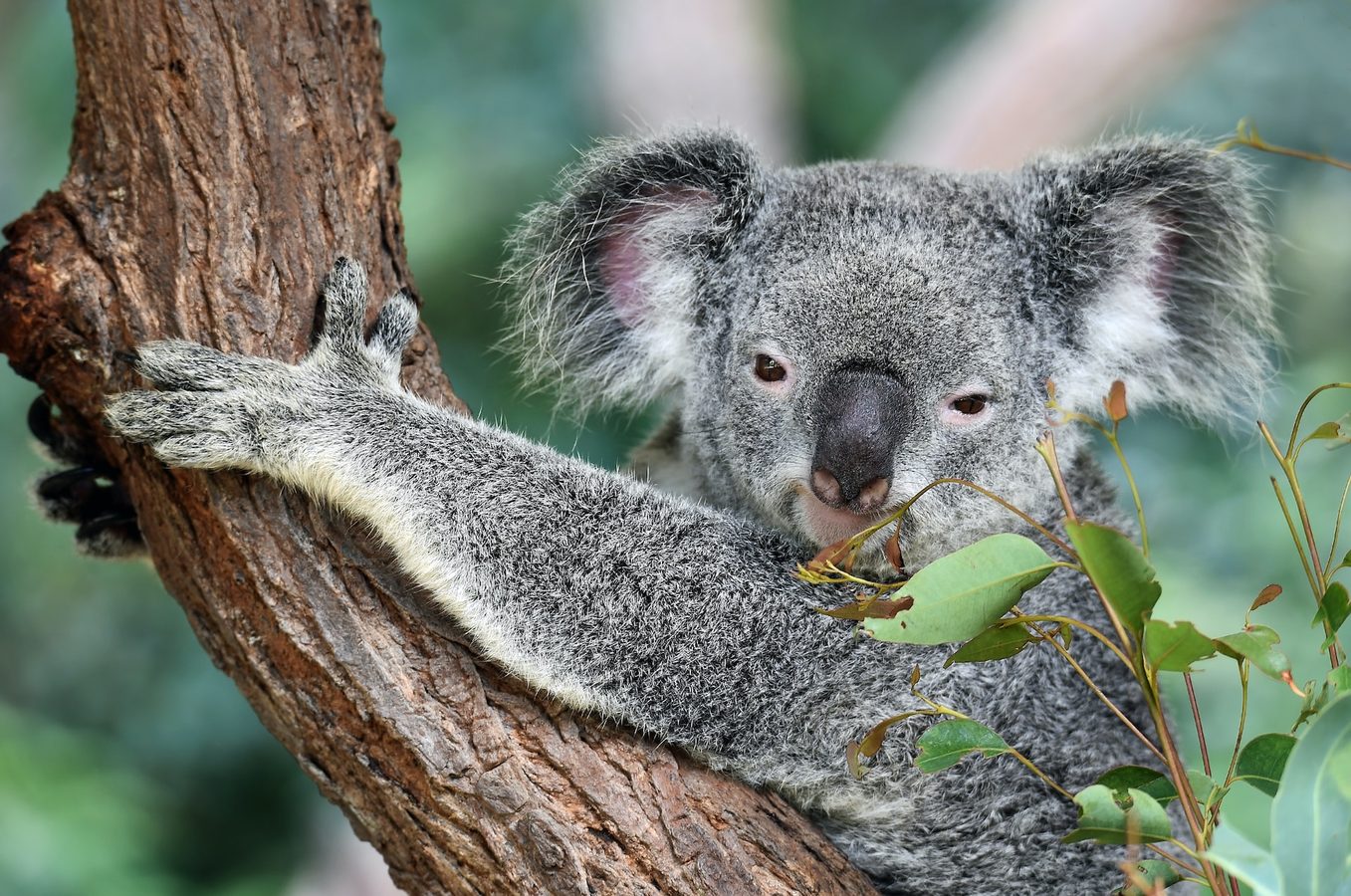 Koala on eucalyptus tree in Australia