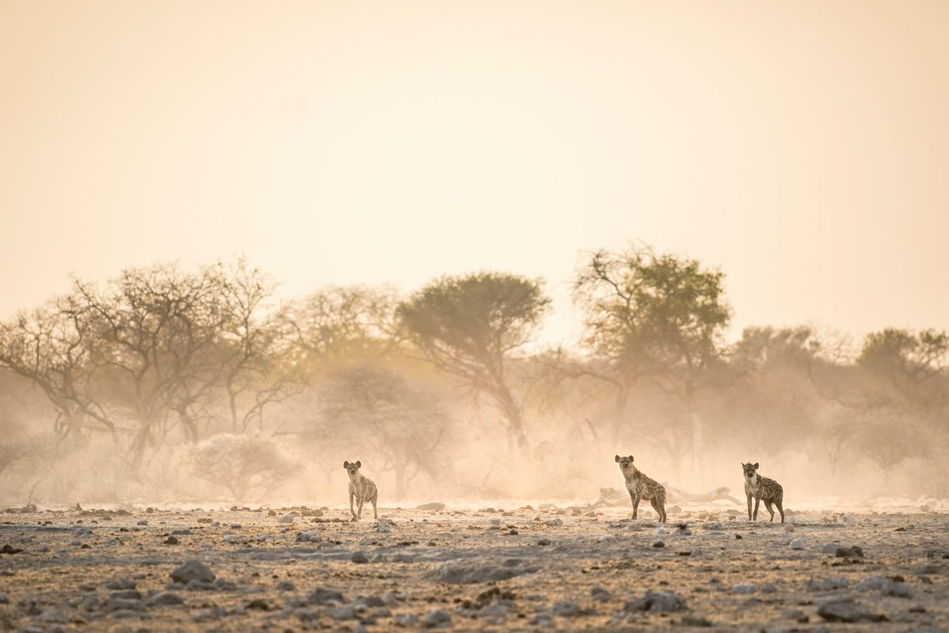 Hyenas in Tanzania