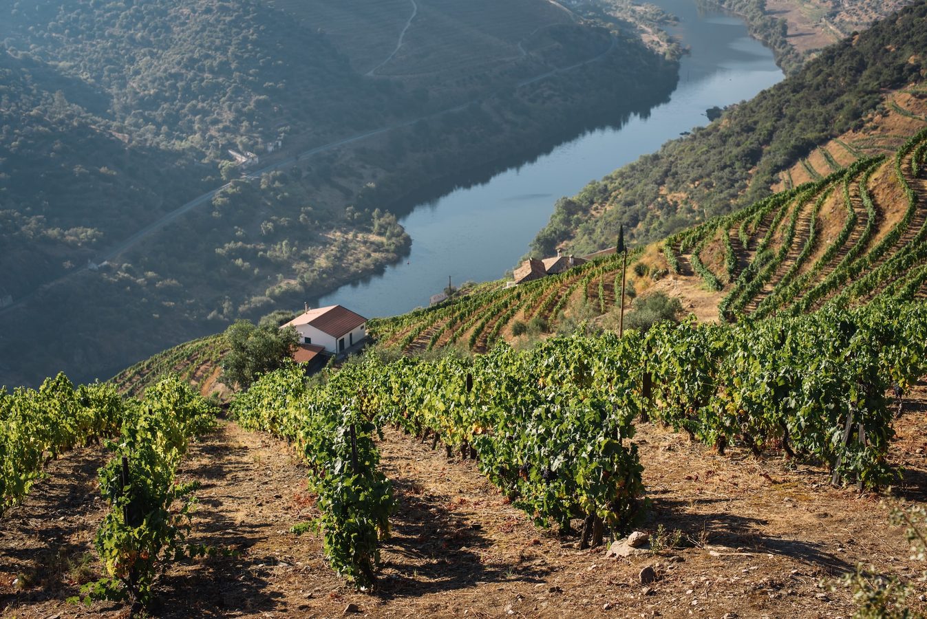 Vineyards in Douro Valley, Portugal