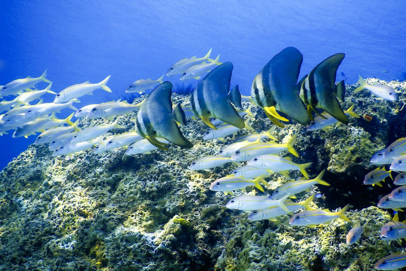 Diving among tropical fish in Phuket, Thailand