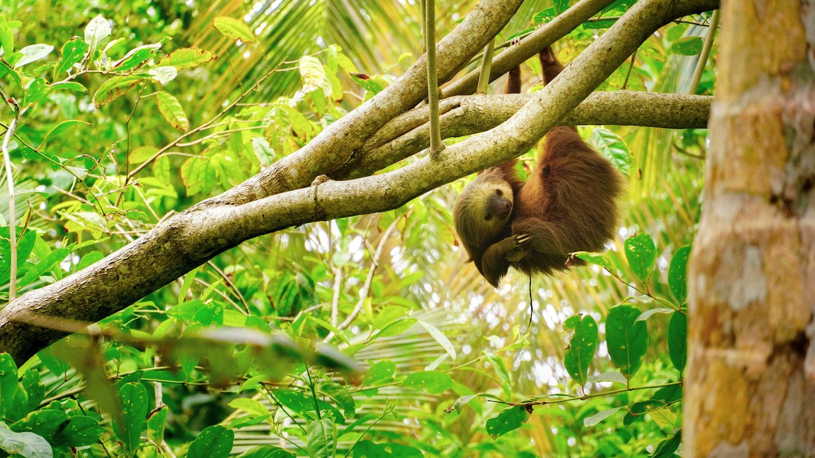 Sloth hanging from a tree branch in Costa Rica