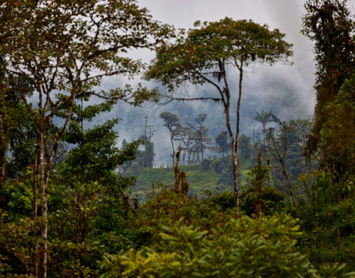 Amazon rainforest, Ecuador