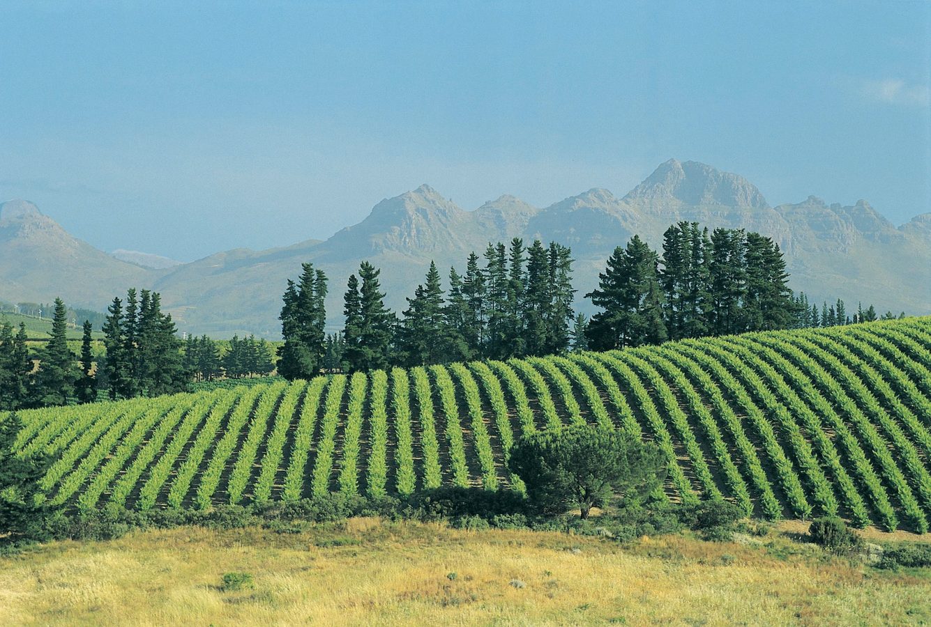 Stellenbosch vineyards in South Africa