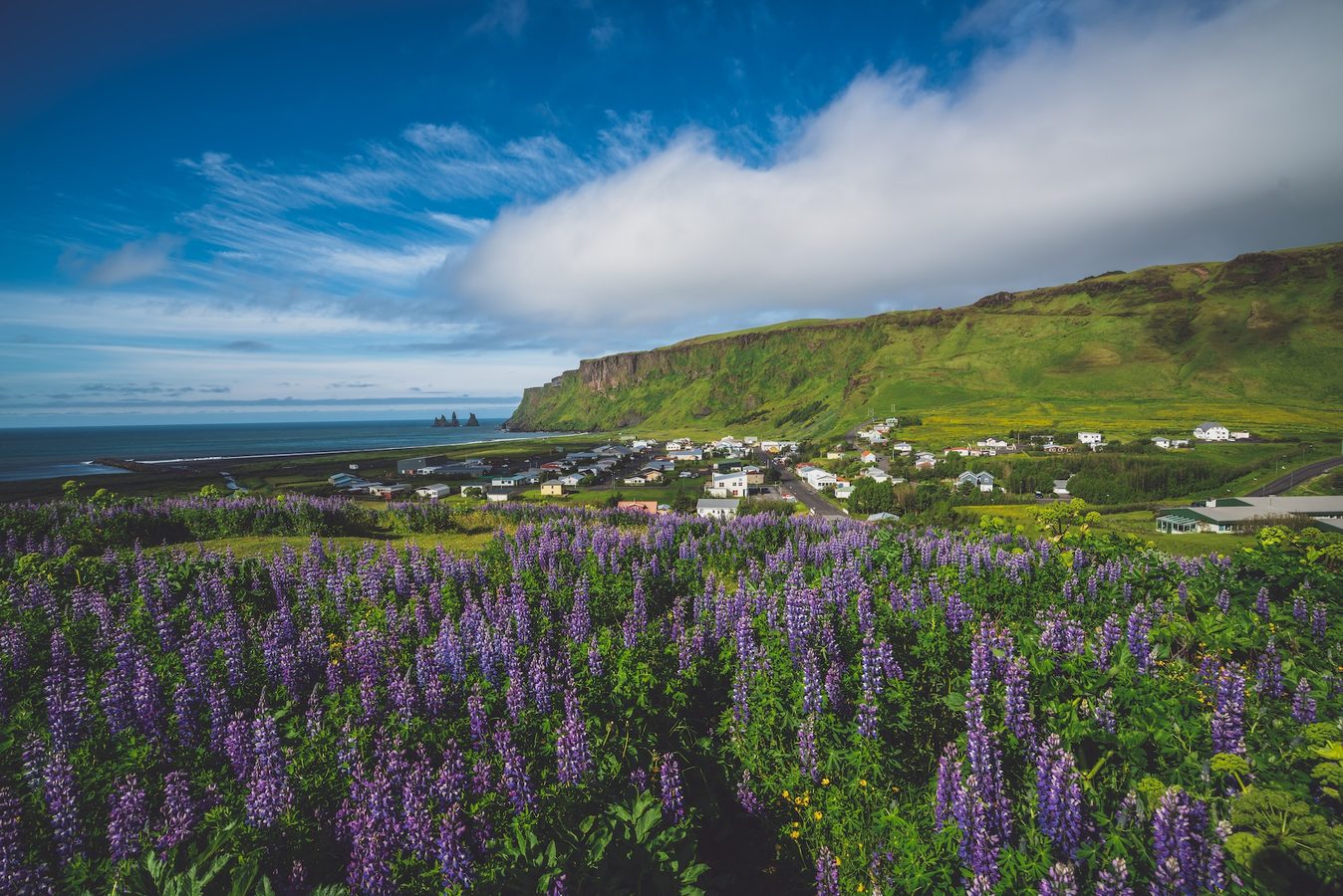 Summer in Iceland with lavender fields