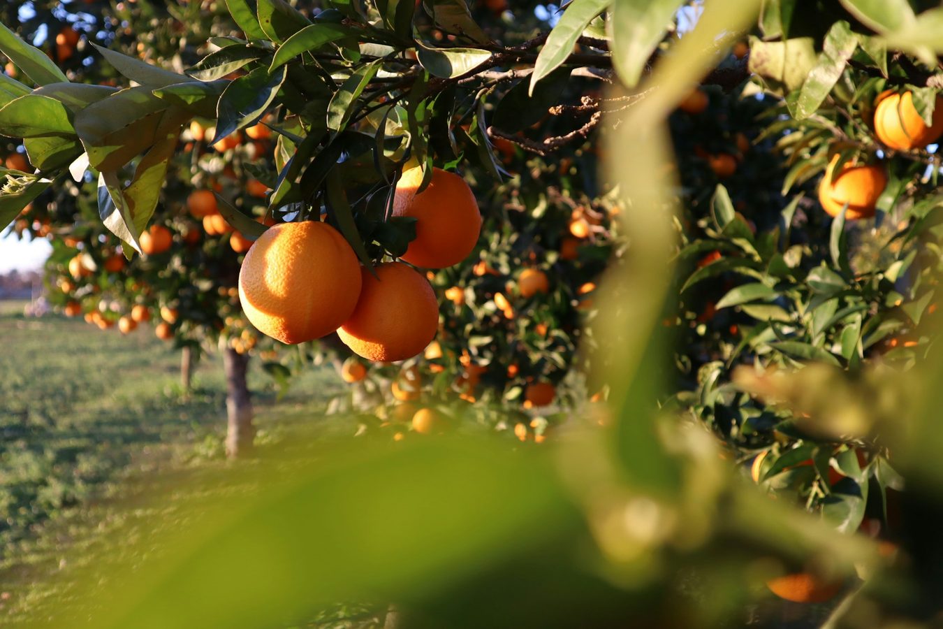 Portuguese oranges in a green valley