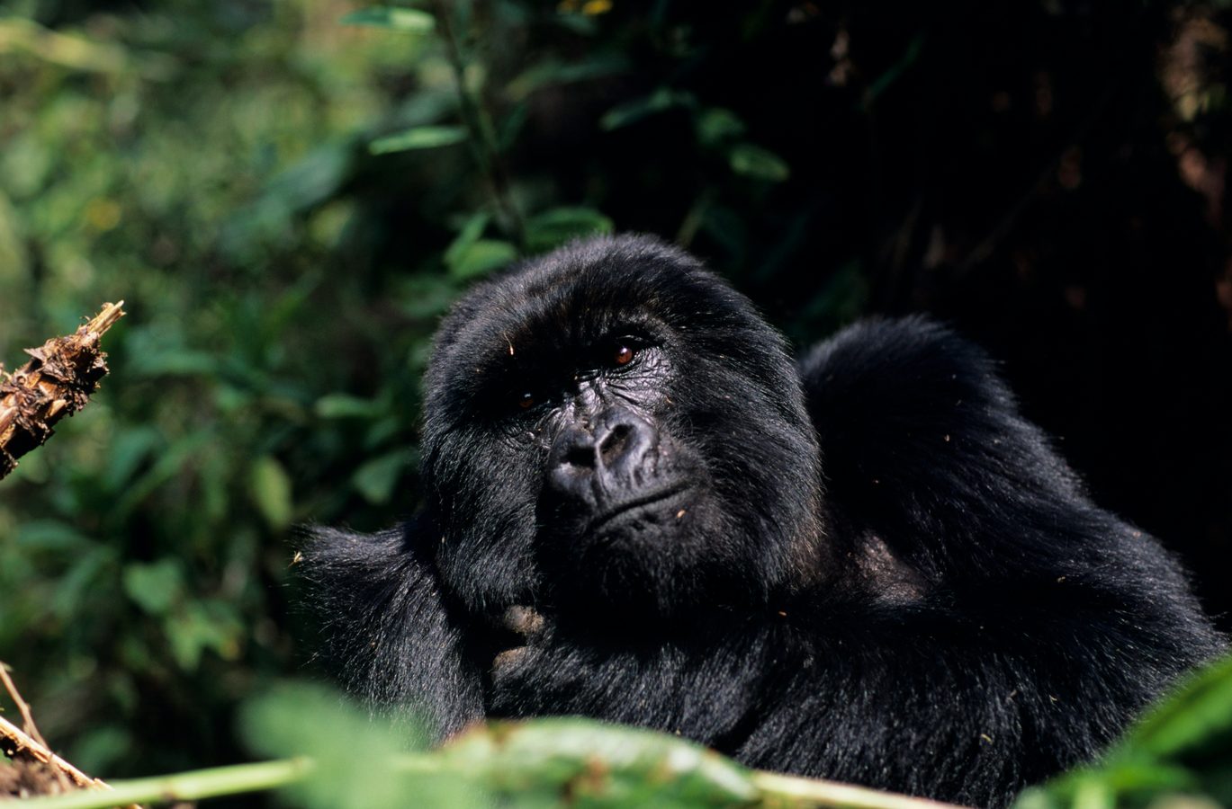 Gorillas in Volcanoes National Park