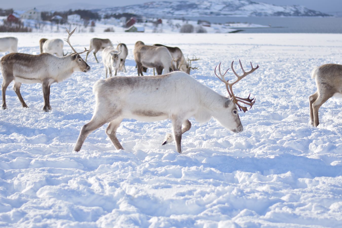 reindeers in norway
