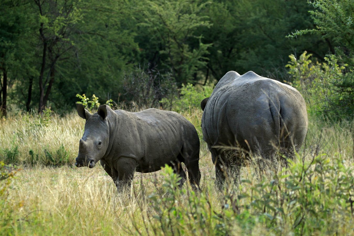 rhino in zimbabwe