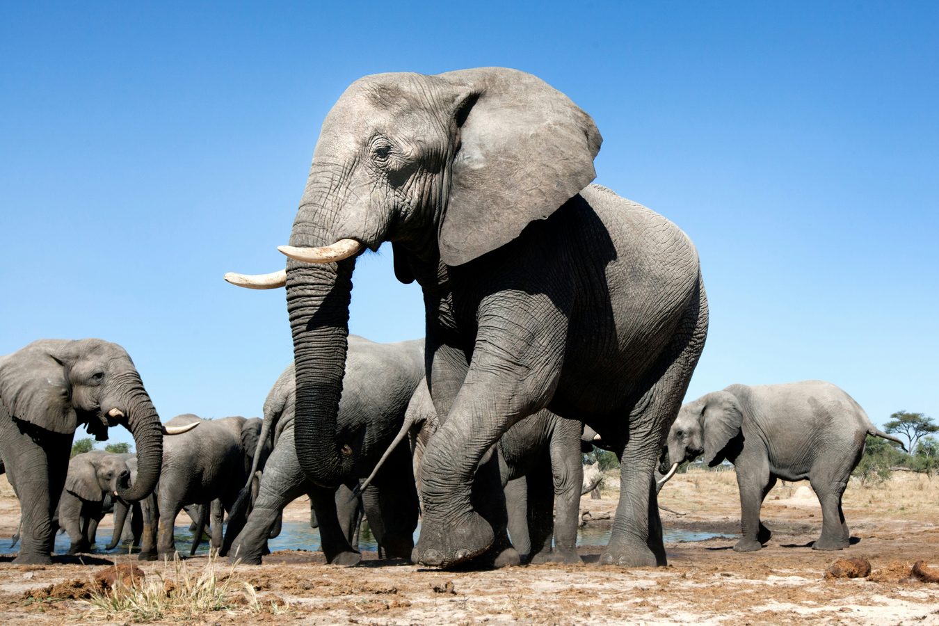 African elephants by the waterhole in Kenya