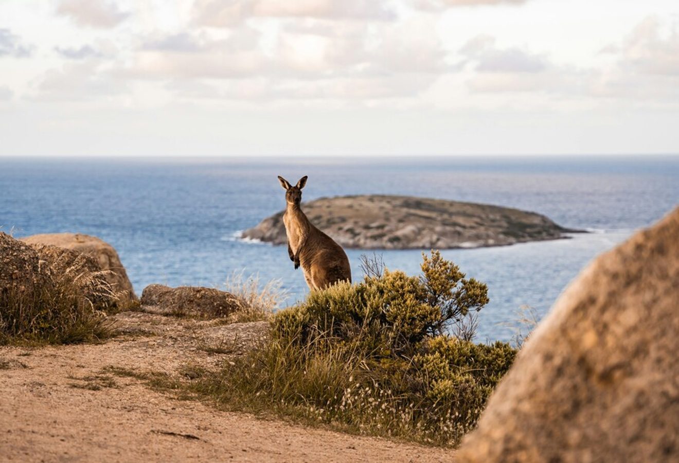 Kangaroo on the coast at Victor Harbor