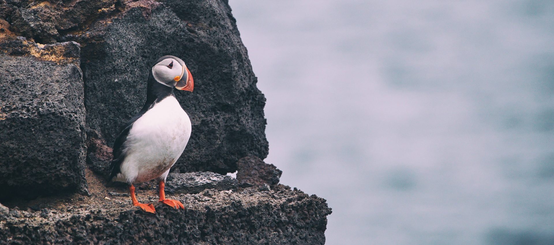 Puffins in Vestmannaeyjar, Westman Islands