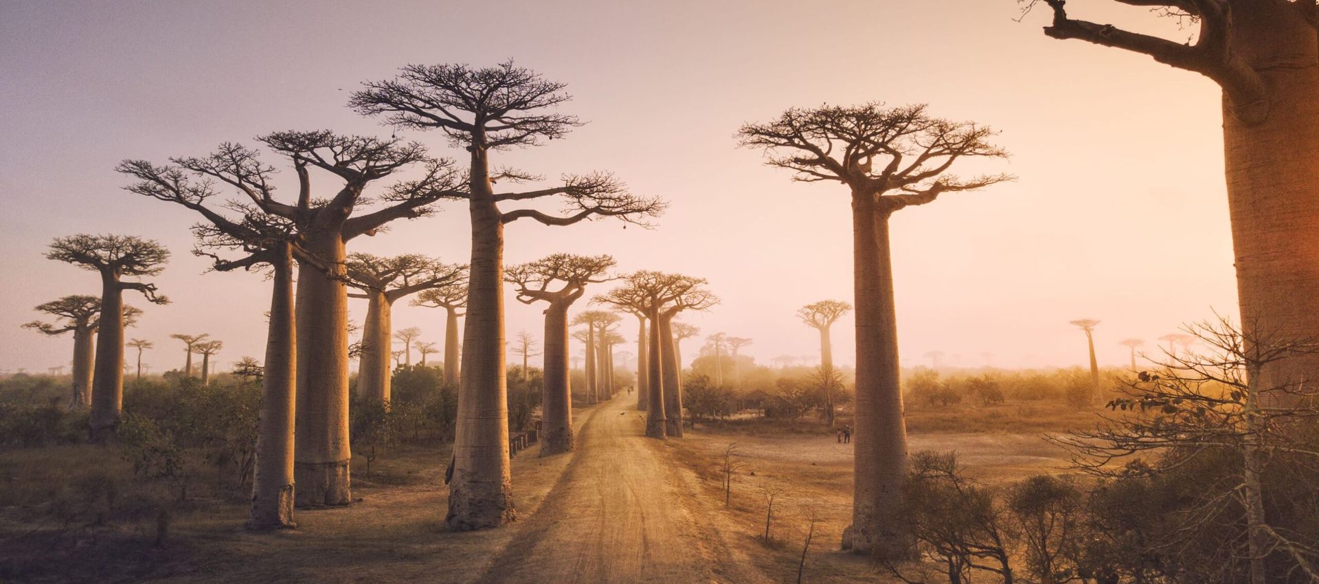 baobab trees in Madagascar