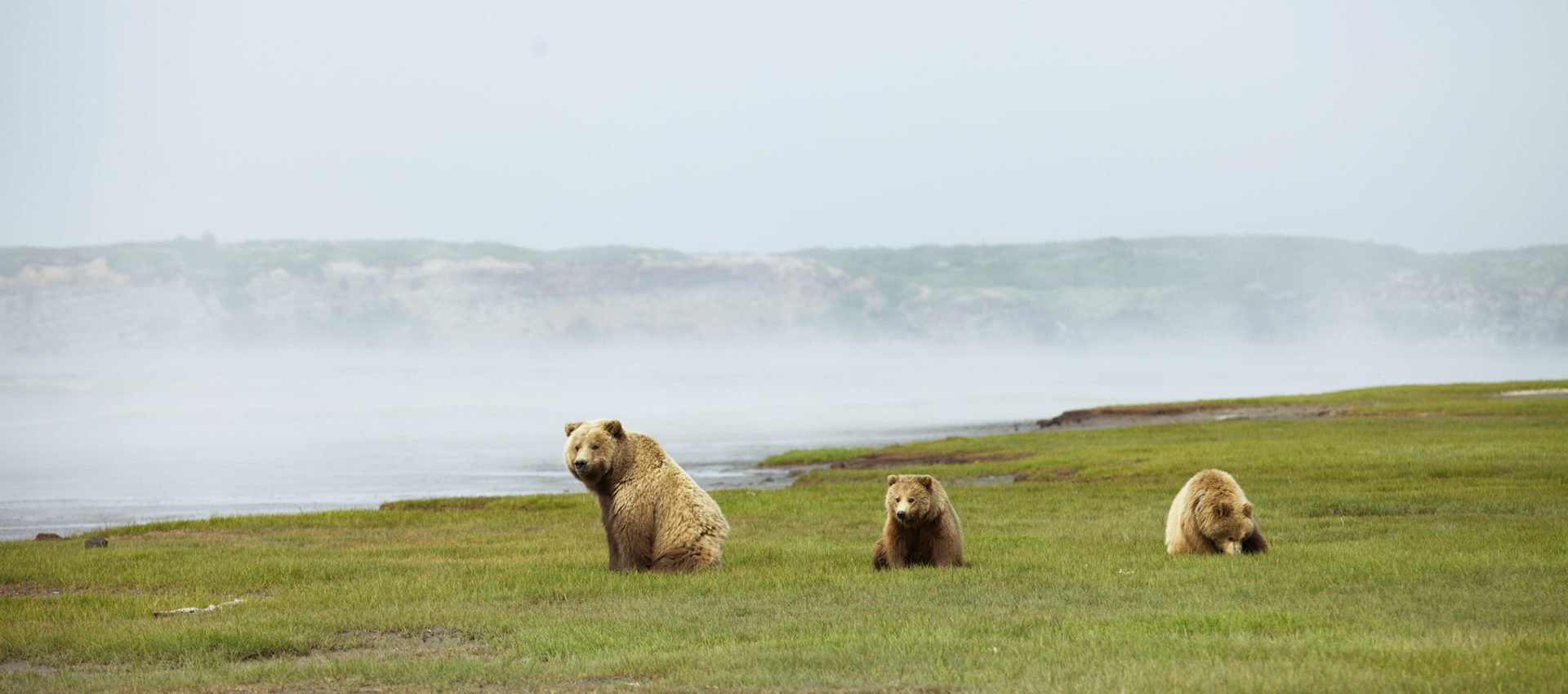 Bear watching in Alaska